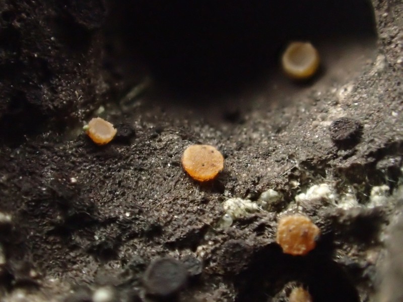 Sarea Lichen photo 2