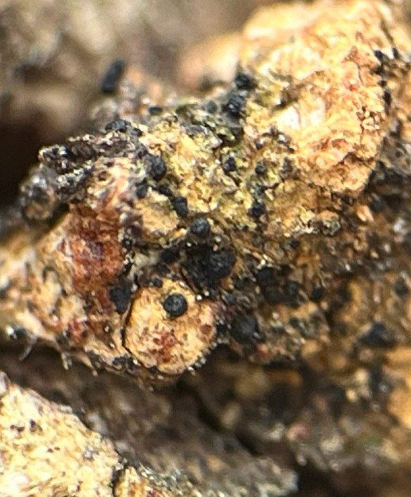 Sarea Lichen photo 3