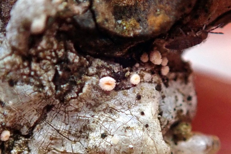 Sarea Lichen photo 4