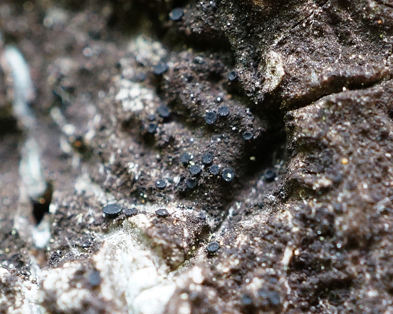 Sarea Lichen photo 5