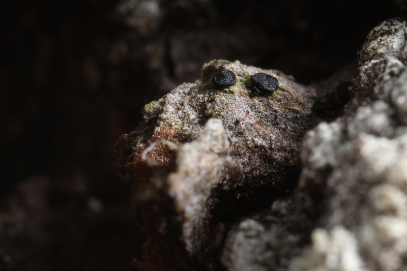 Sarea Lichen photo 6
