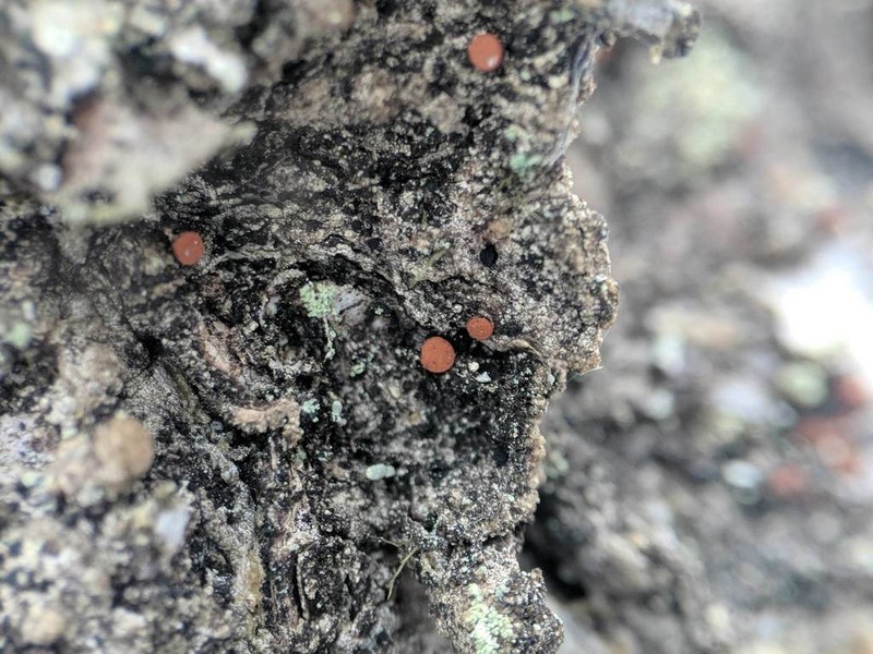 Sarea Lichen photo 7
