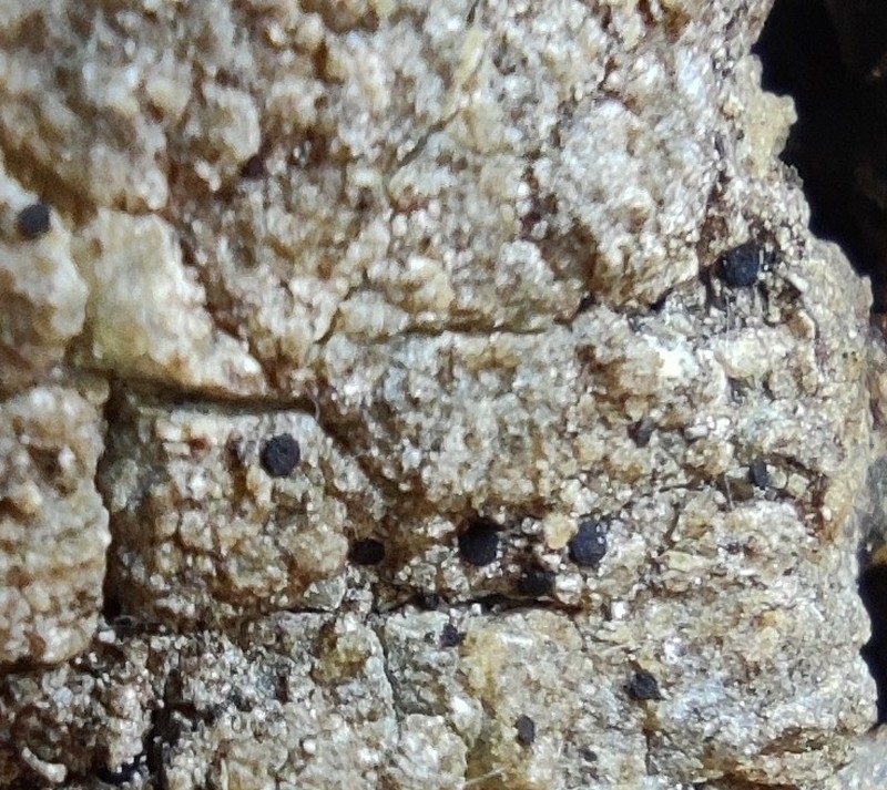 Sarea Lichen photo 8