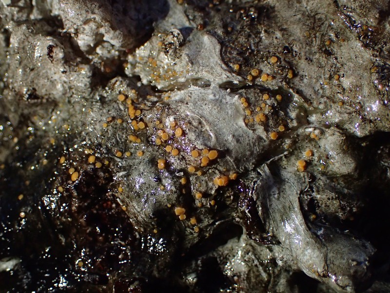 Resin Sarea Lichen