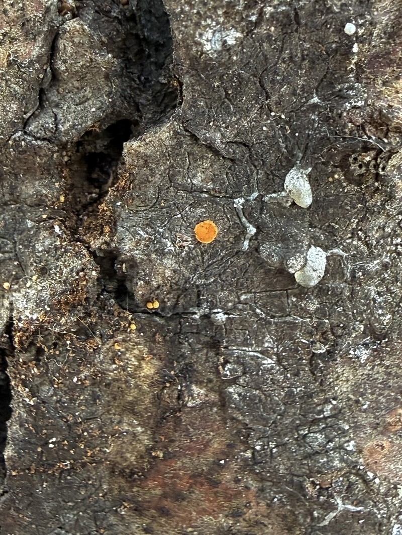 Resin Sarea Lichen photo 2