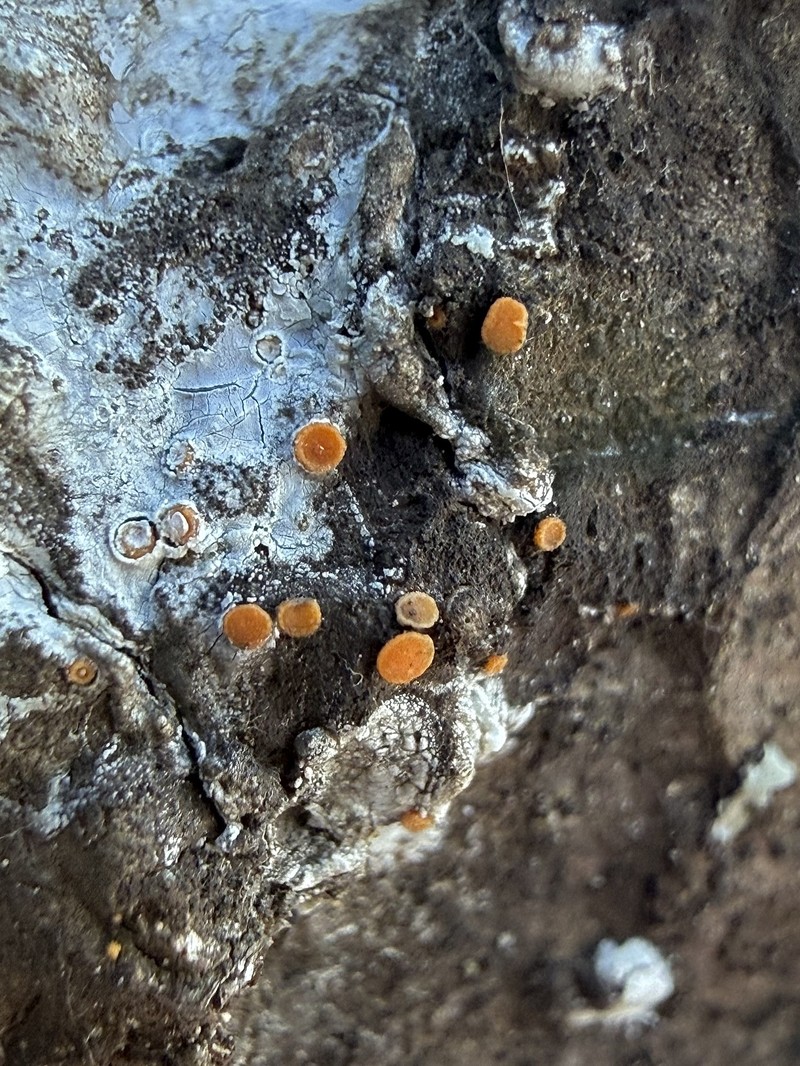 Resin Sarea Lichen photo 3