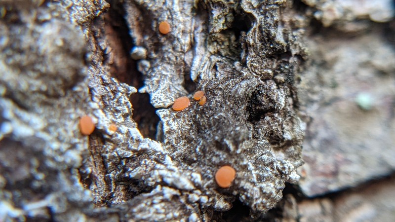 Resin Sarea Lichen photo 4