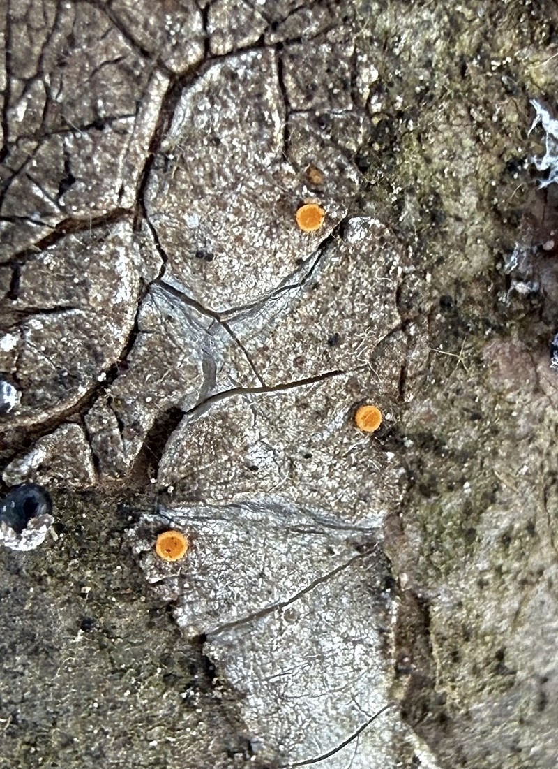 Resin Sarea Lichen photo 5
