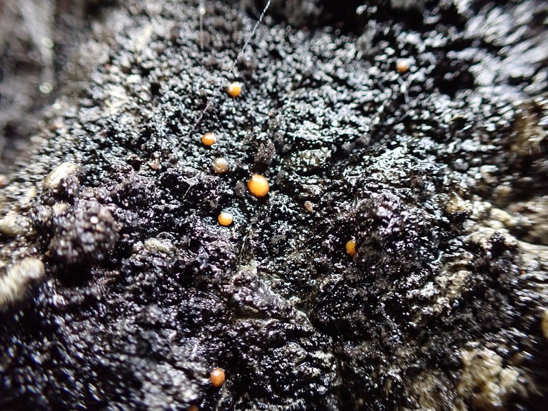 Resin Sarea Lichen photo 6