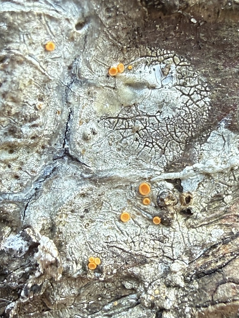 Resin Sarea Lichen photo 7