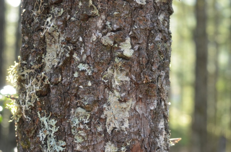 Resin Sarea Lichen photo 8