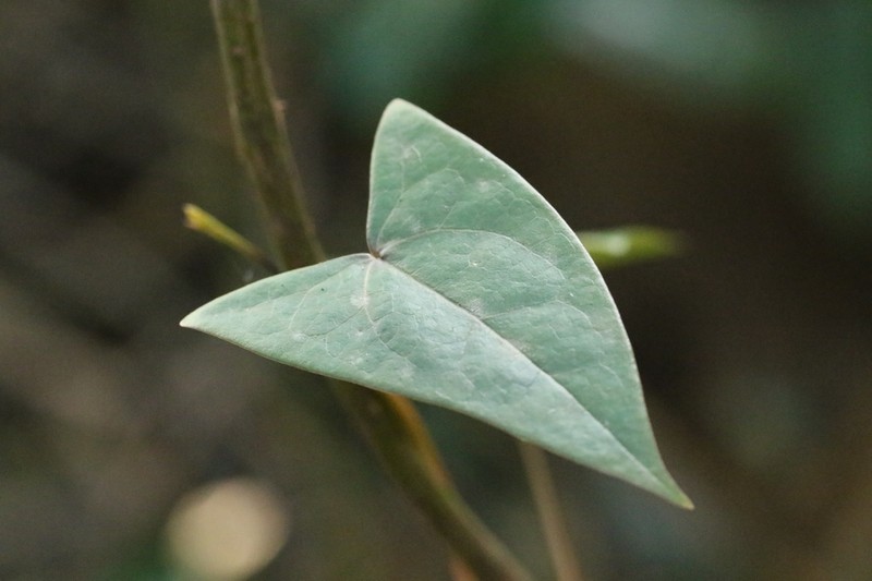 Sargentodoxa cuneata photo 2