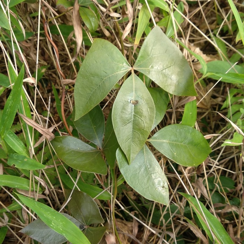Sargentodoxa cuneata photo 6