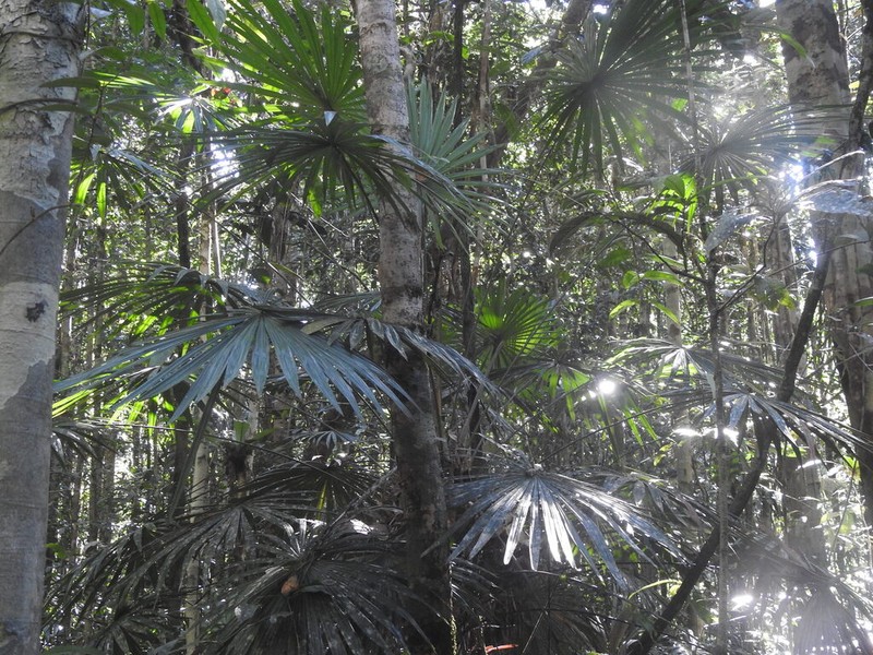 Saribus pendulinus