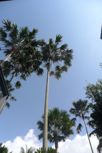 Round-Leaf Fountain Palm