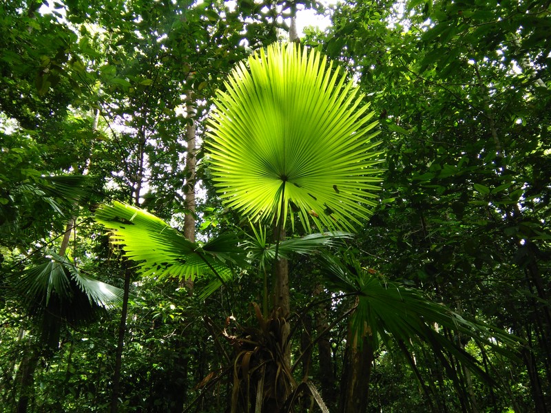 Round-Leaf Fountain Palm photo 5