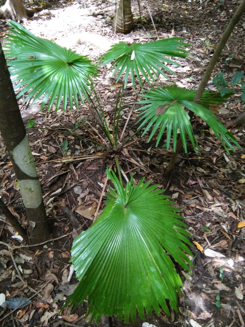 Round-Leaf Fountain Palm photo 6