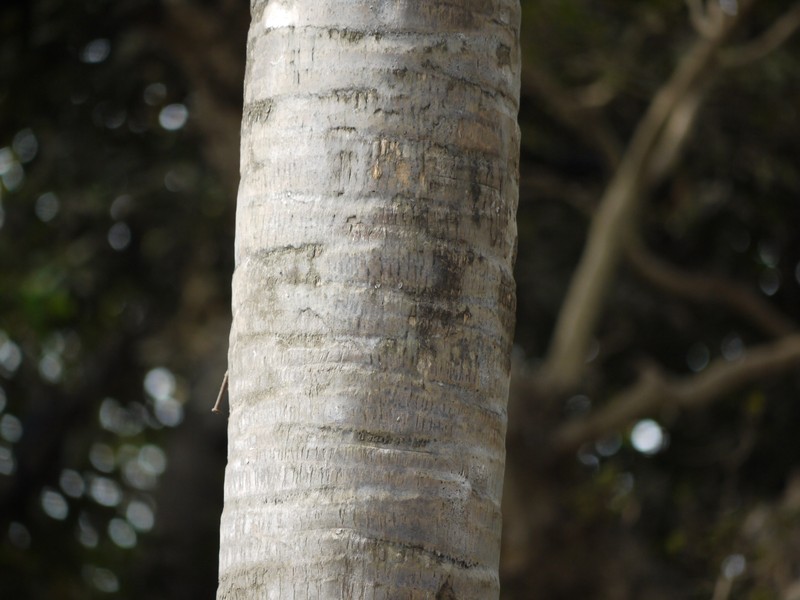 Round-Leaf Fountain Palm photo 7