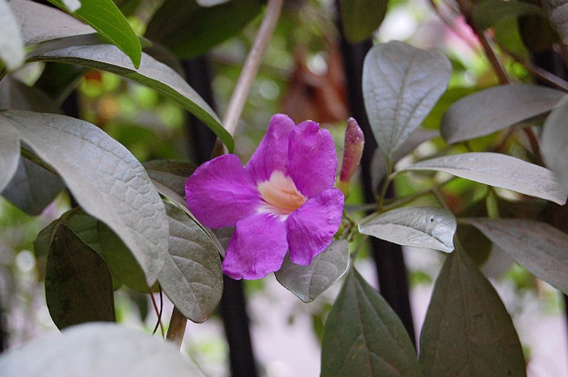 Glowvine photo 3