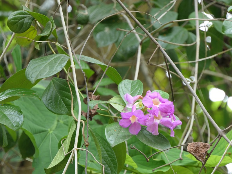 Glowvine photo 4