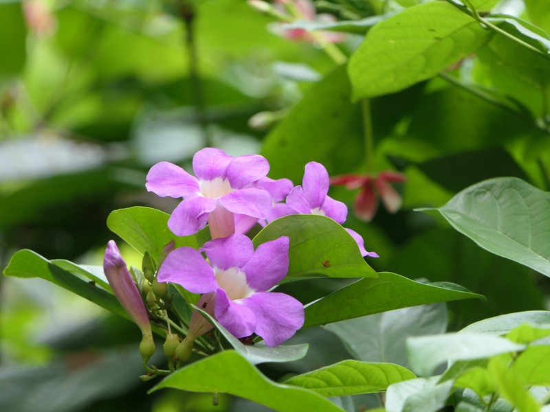 Glowvine photo 5