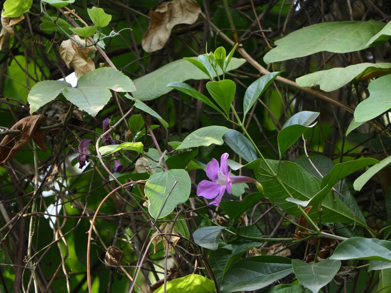 Glowvine photo 6