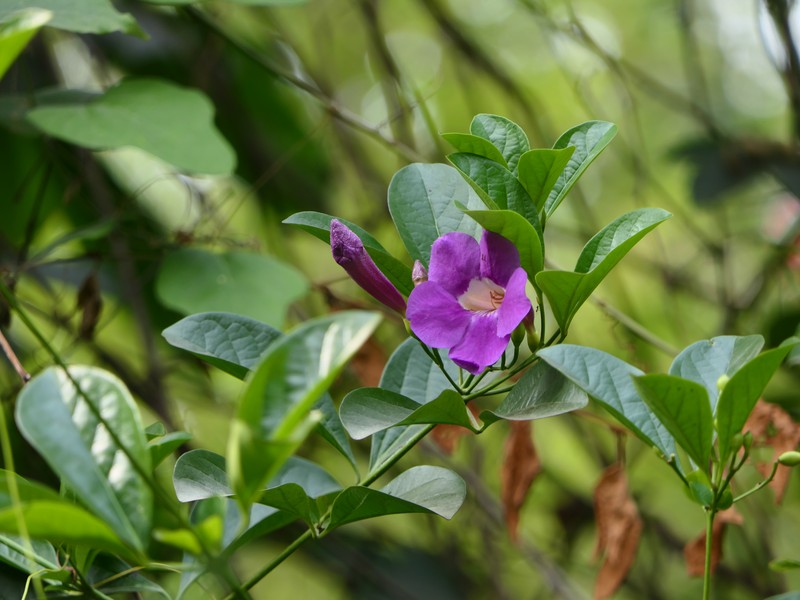 Glowvine photo 7