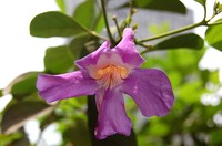 Glowvine