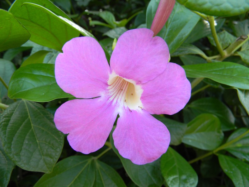 Glowvine photo 2