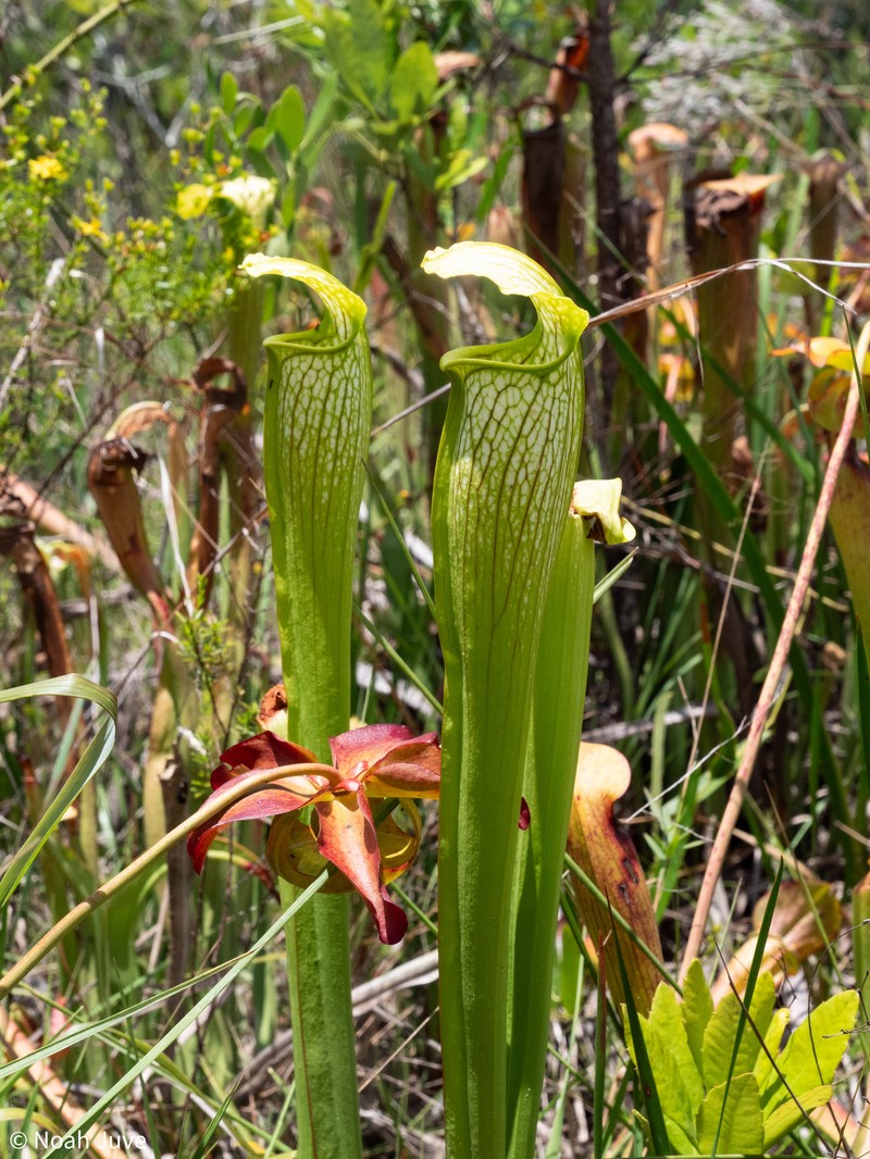 Sarracenia × areolata photo 2