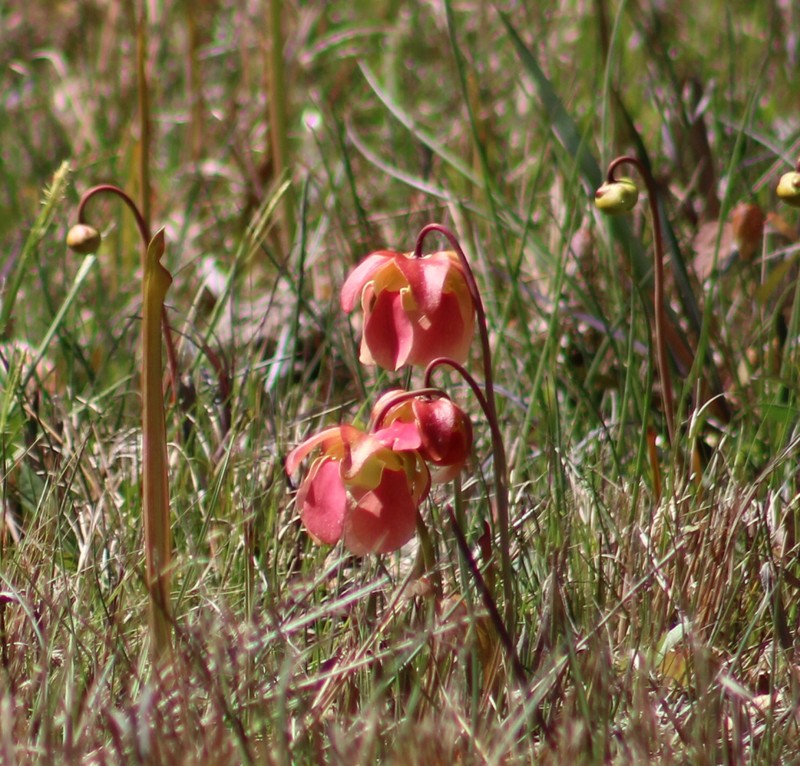 Sarracenia × areolata photo 3
