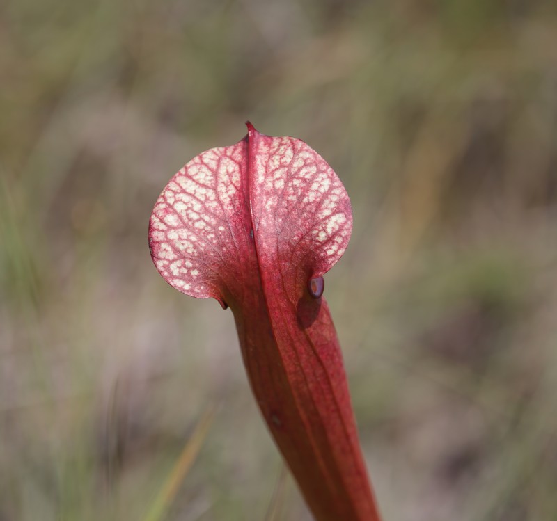 Sarracenia × areolata photo 7