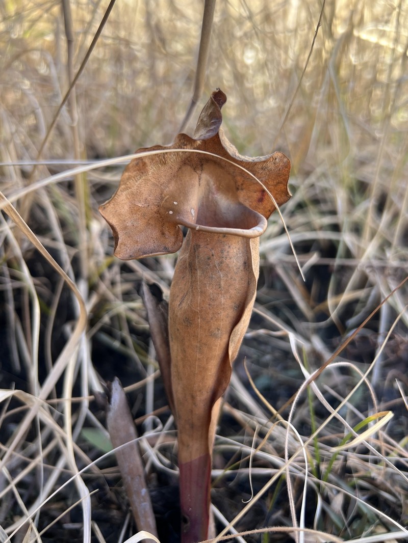 Pitcherplant