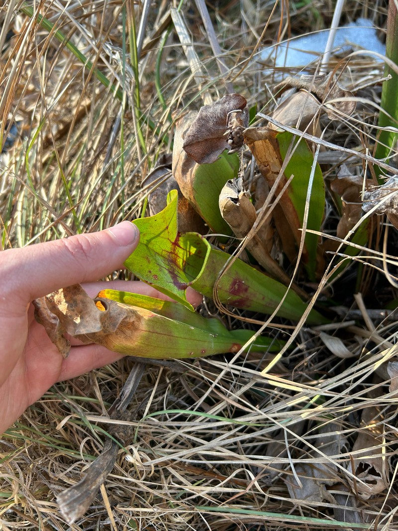 Pitcherplant photo 2