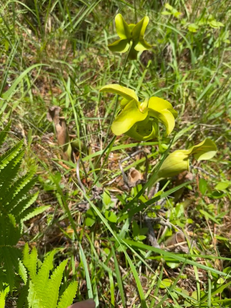 Pitcherplant photo 3