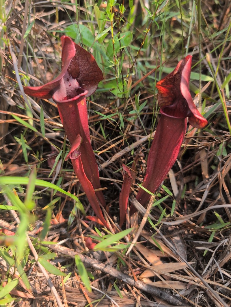 Pitcherplant photo 4