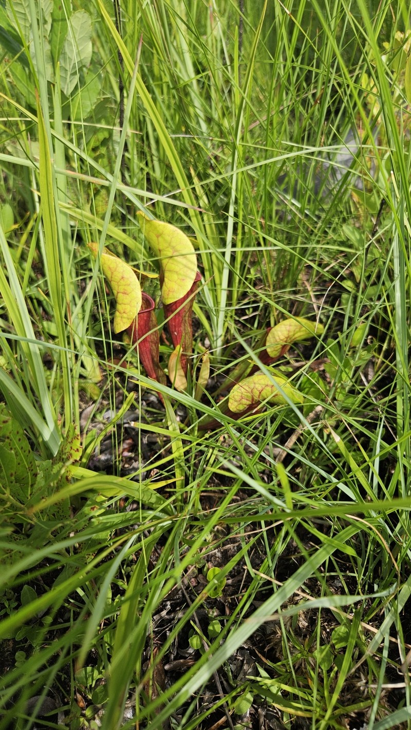 Pitcherplant photo 5