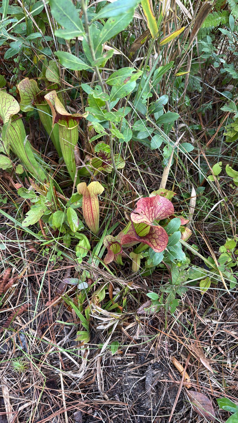 Pitcherplant photo 6