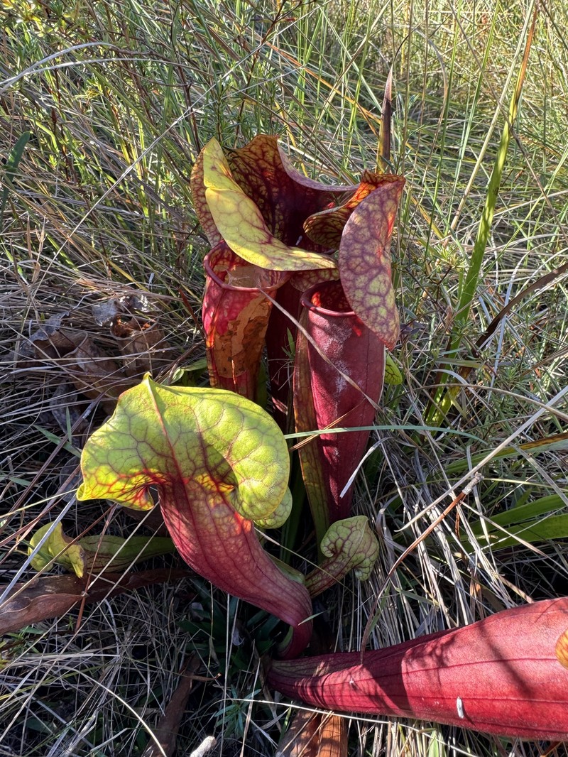 Pitcherplant photo 7