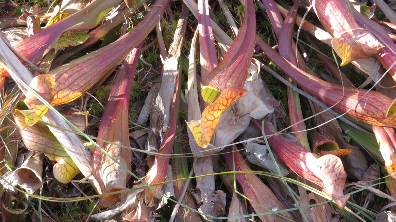 Pitcherplant photo 8
