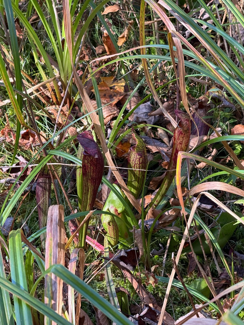 hybrid pitcherplant