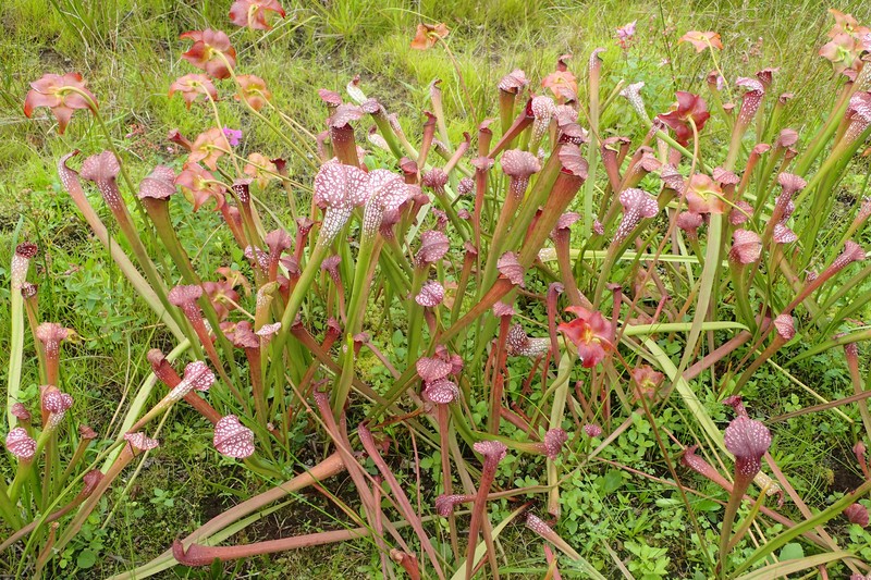 Sarracenia × excellens photo 2