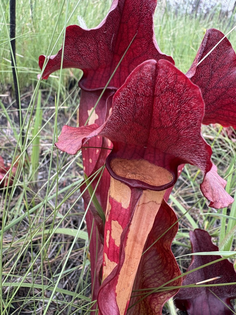 Sarracenia × exornata photo 3