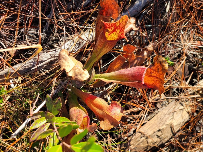 Sarracenia × exornata photo 4