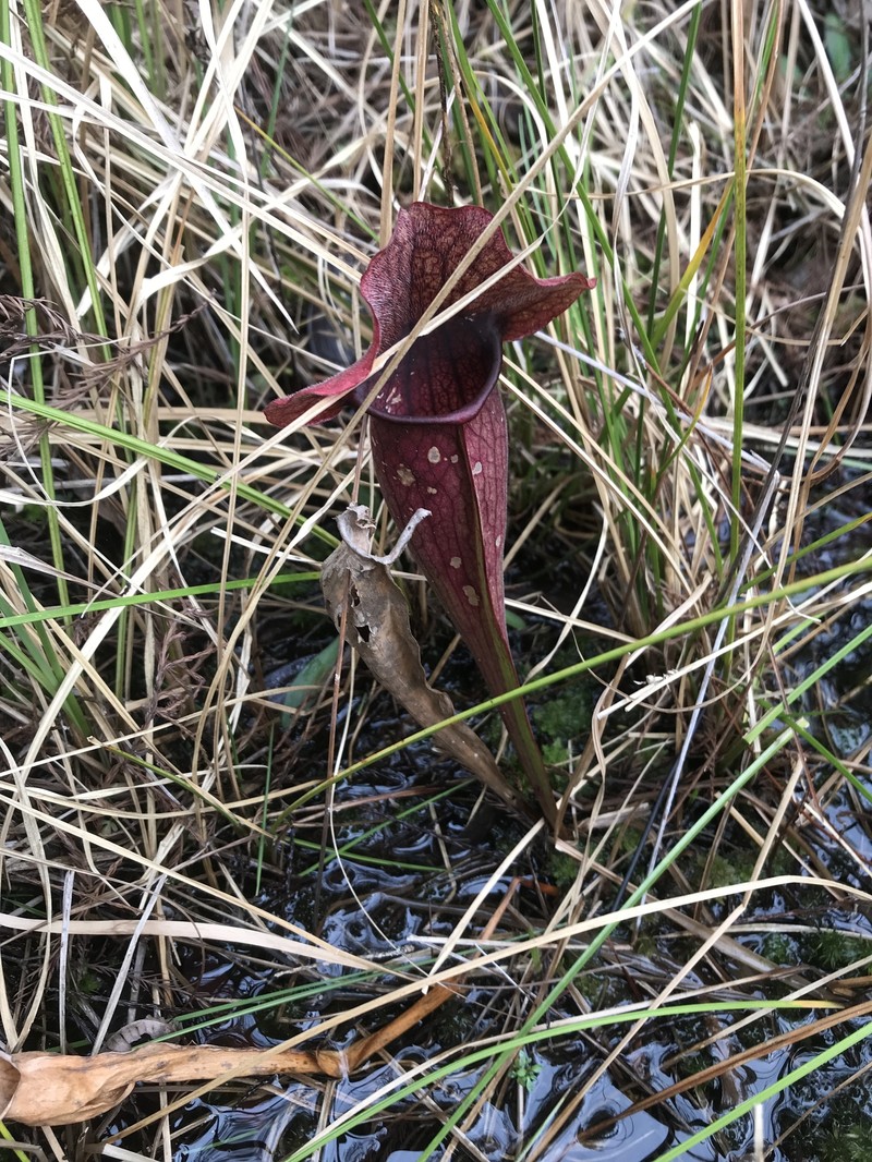 Sarracenia × exornata photo 5