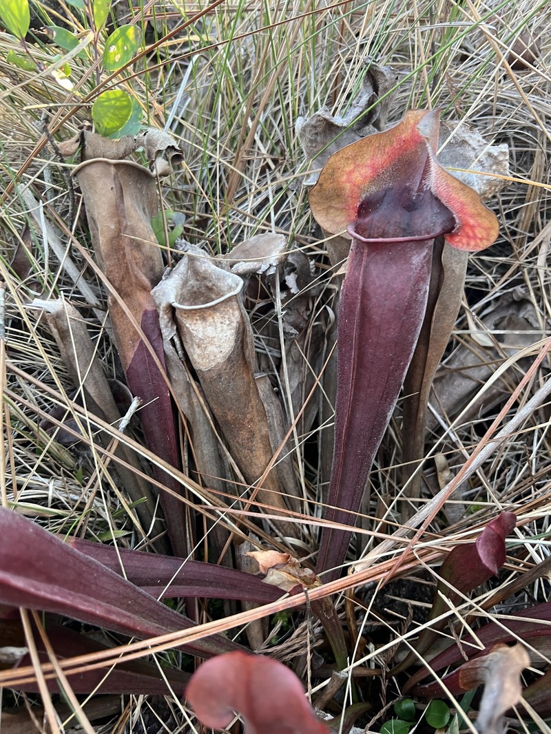 Pitcherplant