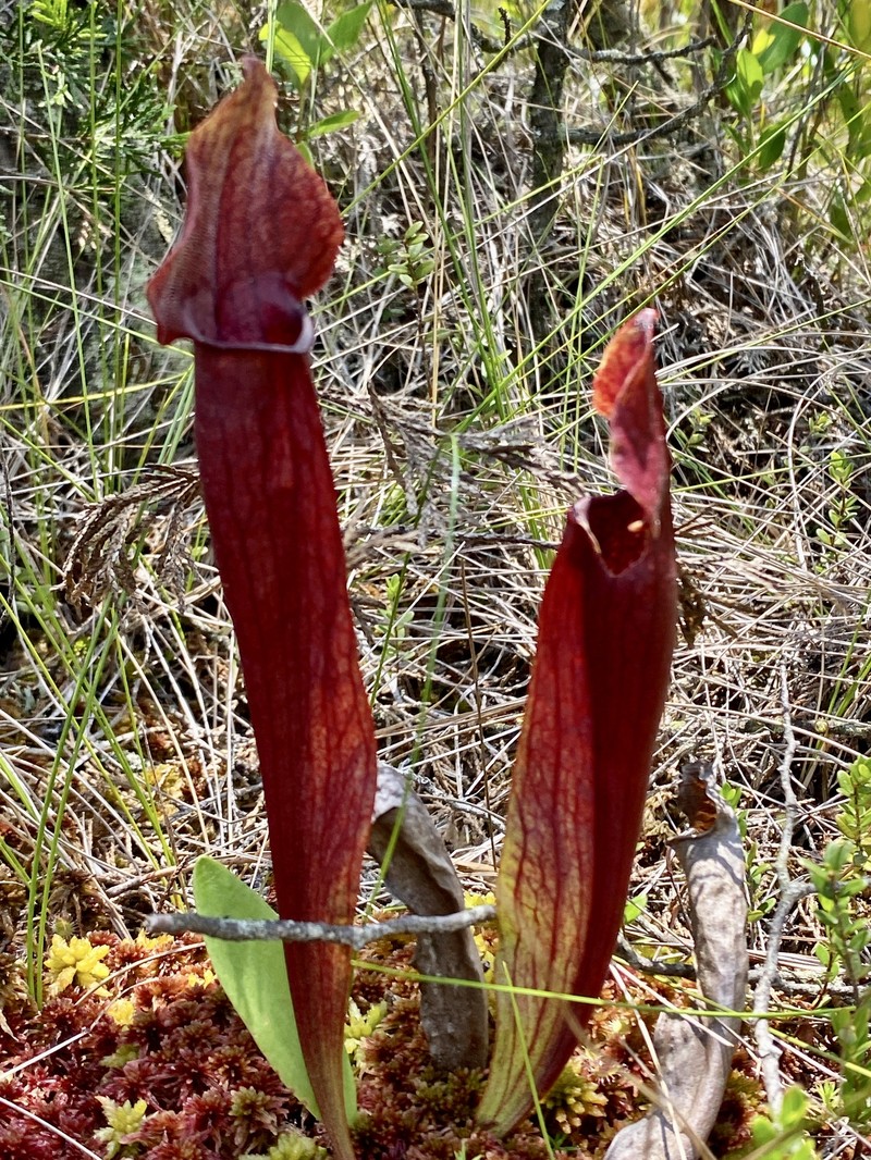 Pitcherplant photo 2
