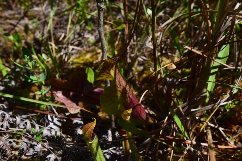 Pitcherplant photo 3