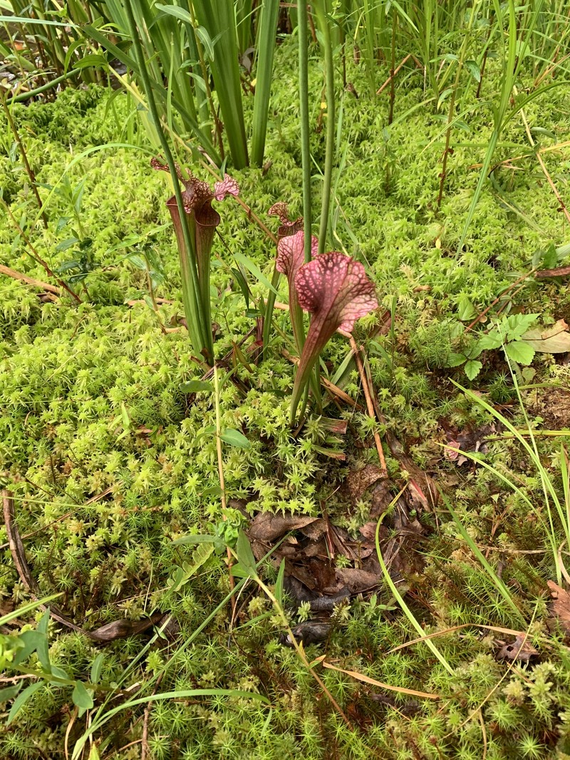Pitcherplant photo 4