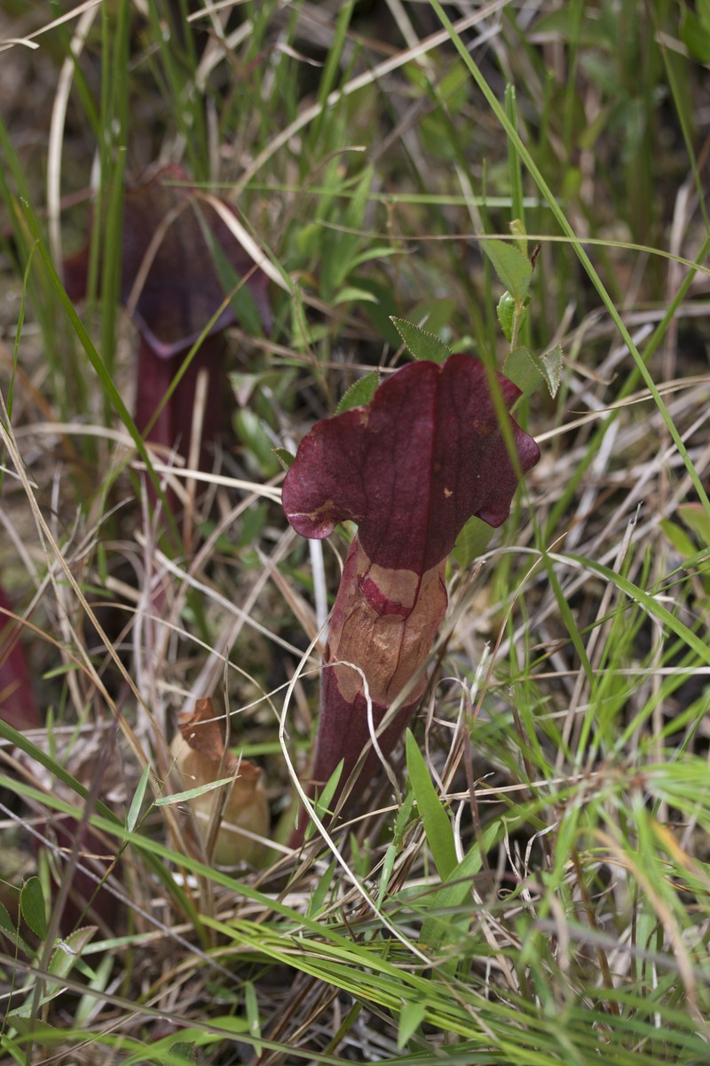 Pitcherplant photo 5